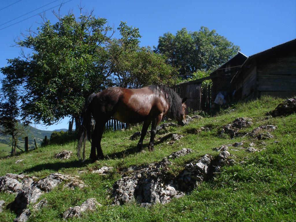Holiday Park Zelenkovac Podrasnica Exterior foto